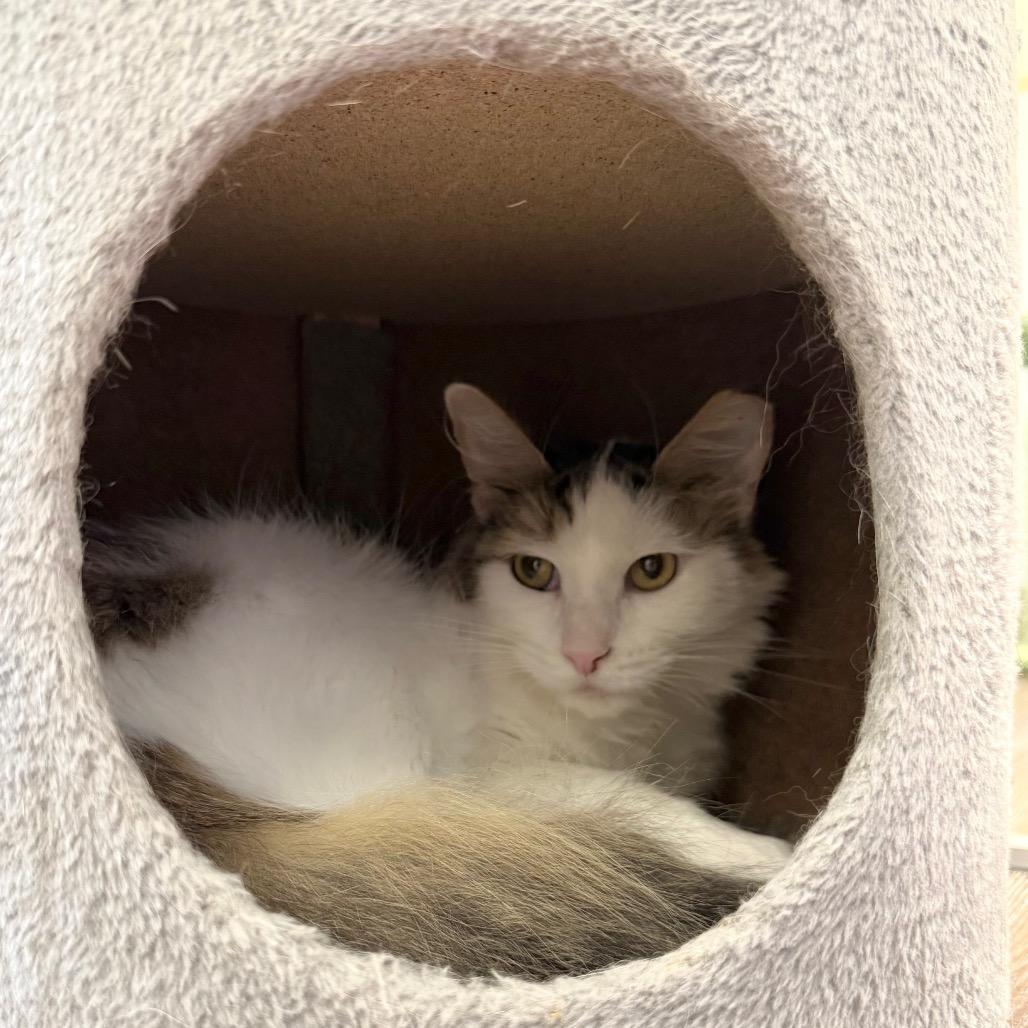 Sweet Pea, a Adoptable Domestic Medium Hair in Naperville, IL image 3/3