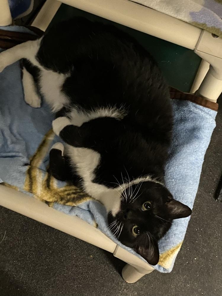 Butters, Adoptable, Adult Male Domestic Short Hair.