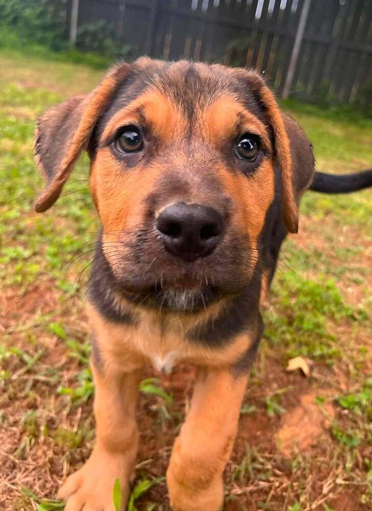 Baby Kate, Adoptable, Puppy Female Mixed Breed.