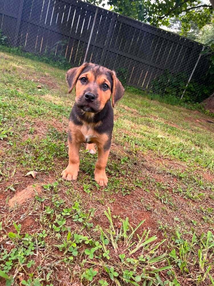 Baby Kate, a Adoptable mixed breed in Acworth, GA image 2/3