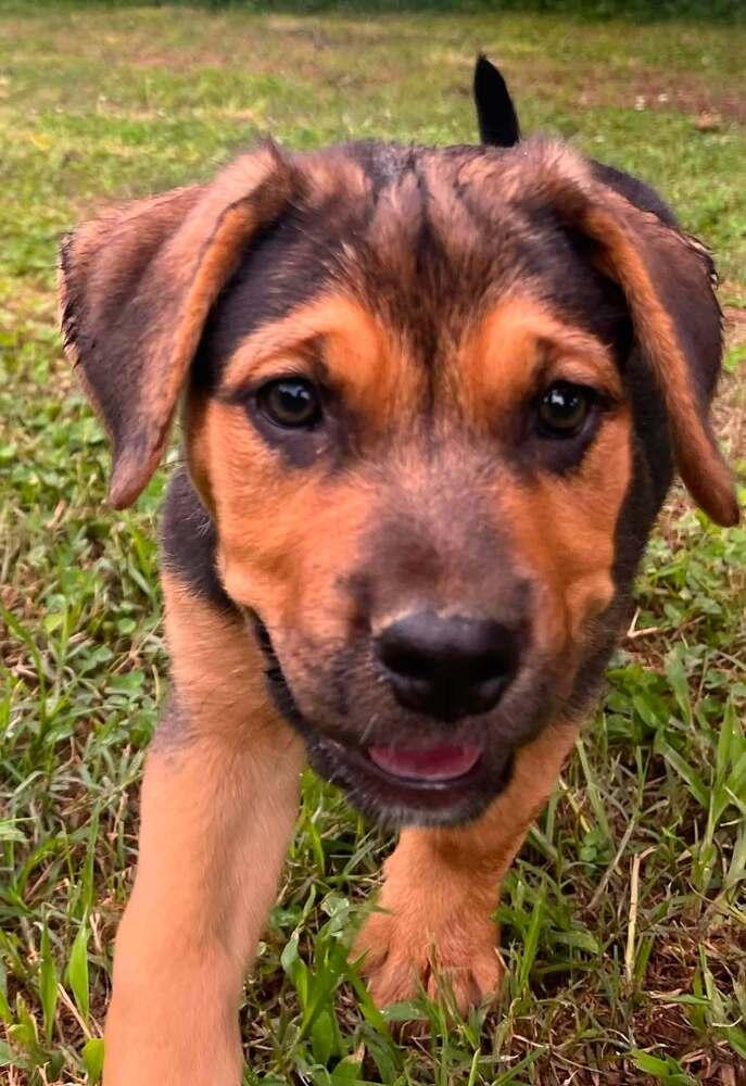 Baby Kate, a Adoptable mixed breed in Acworth, GA image 3/3