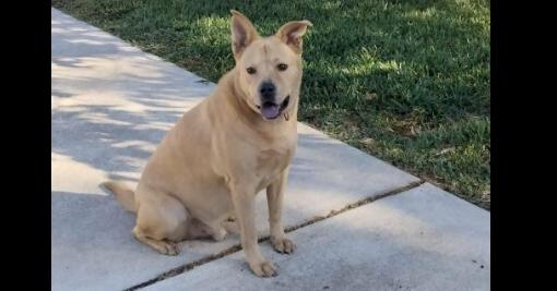 Enlarge PONCHITO, a Adoptable mixed breed in Richmond, TX image 1/5
