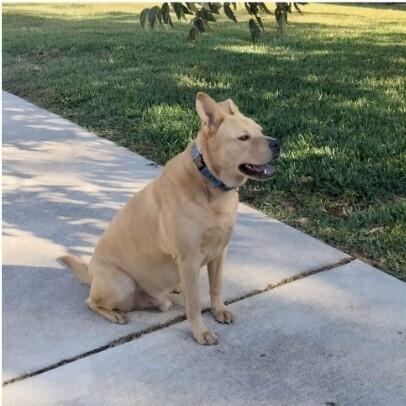 Enlarge PONCHITO, a Adoptable mixed breed in Richmond, TX image 2/5