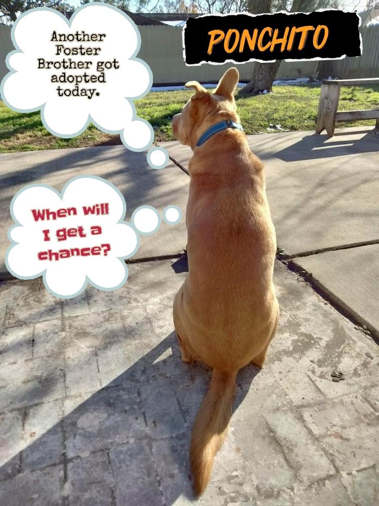 Enlarge PONCHITO, a Adoptable mixed breed in Richmond, TX image 3/5