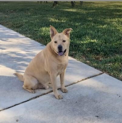 Enlarge PONCHITO, a Adoptable mixed breed in Richmond, TX image 5/5