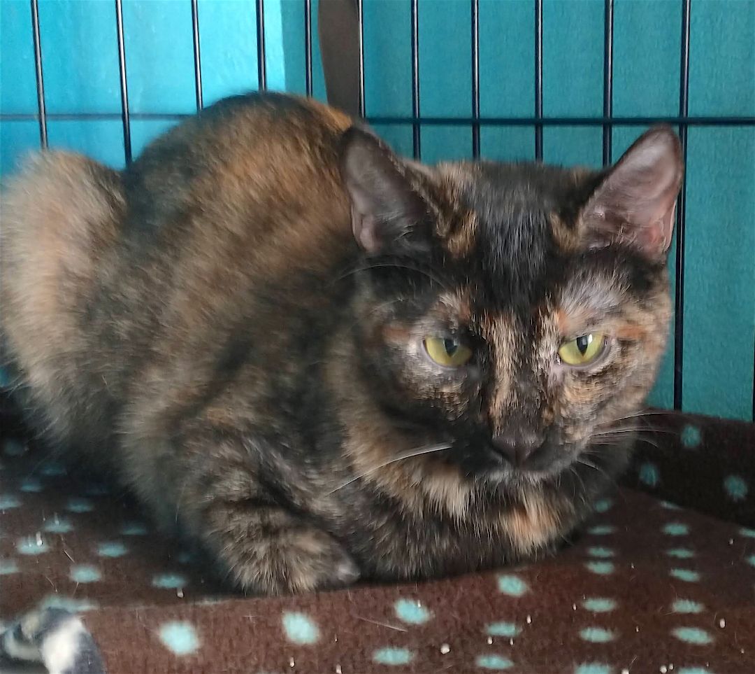 Enlarge Tillie, a Adoptable mixed breed in Houston, TX image 1/5