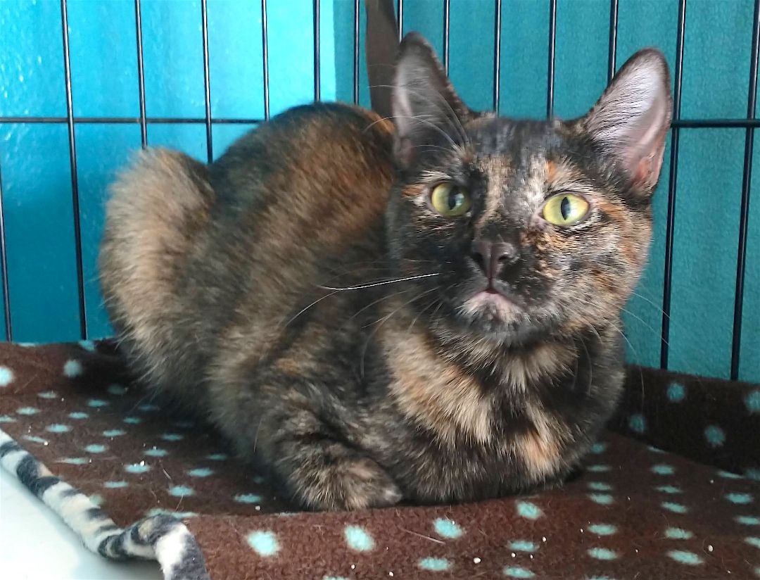 Enlarge Tillie, a Adoptable mixed breed in Houston, TX image 2/5