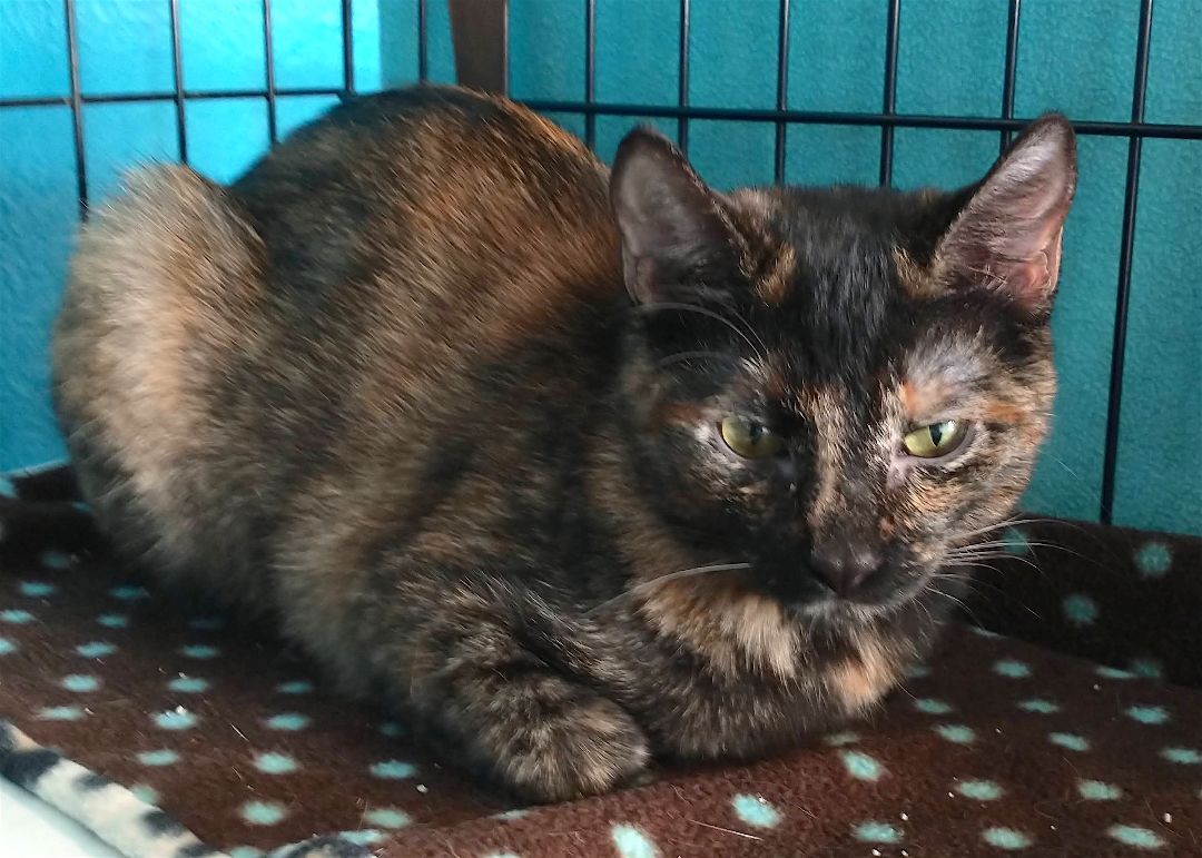 Enlarge Tillie, a Adoptable mixed breed in Houston, TX image 4/5