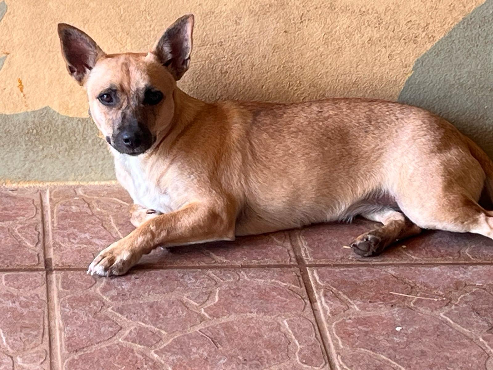 CHIQUITA - runt of the litter!