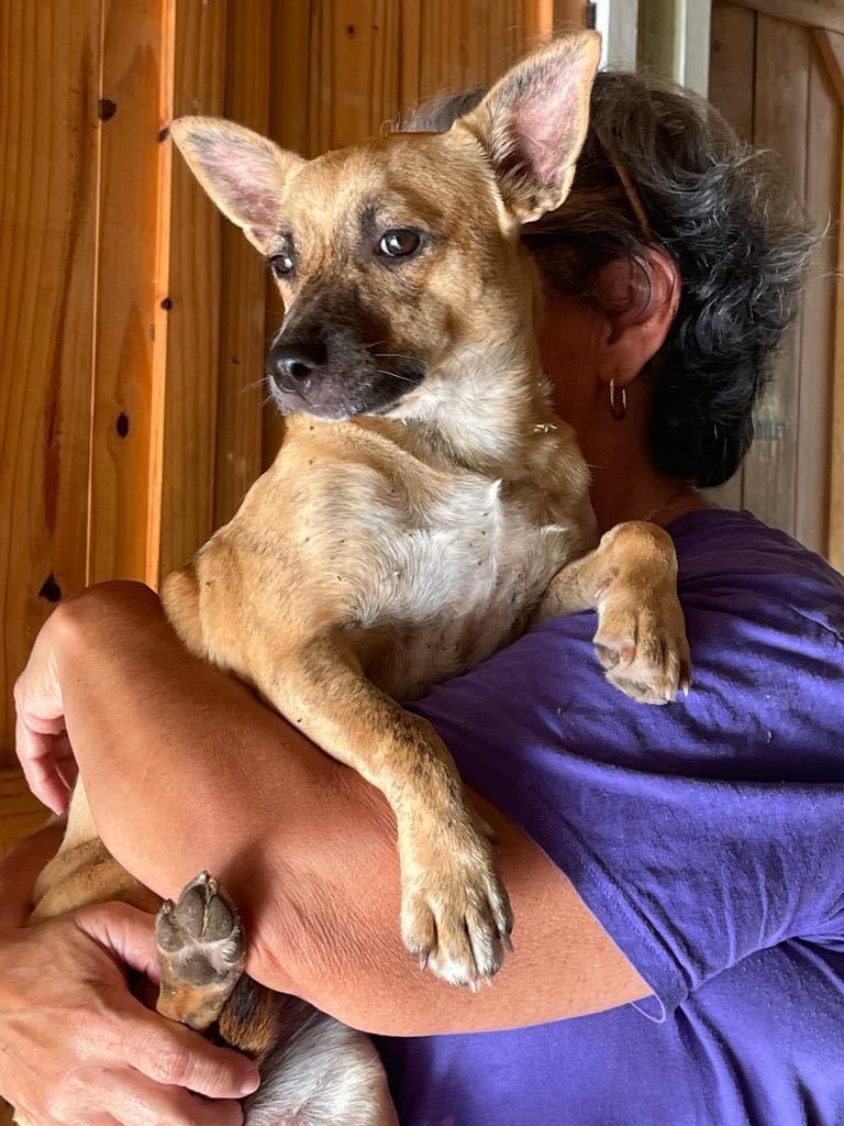 CHIQUITA - runt of the litter!, a Adoptable mixed breed in New York, NY image 2/6