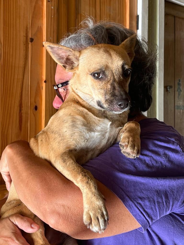 CHIQUITA - runt of the litter!, a Adoptable mixed breed in New York, NY image 3/6