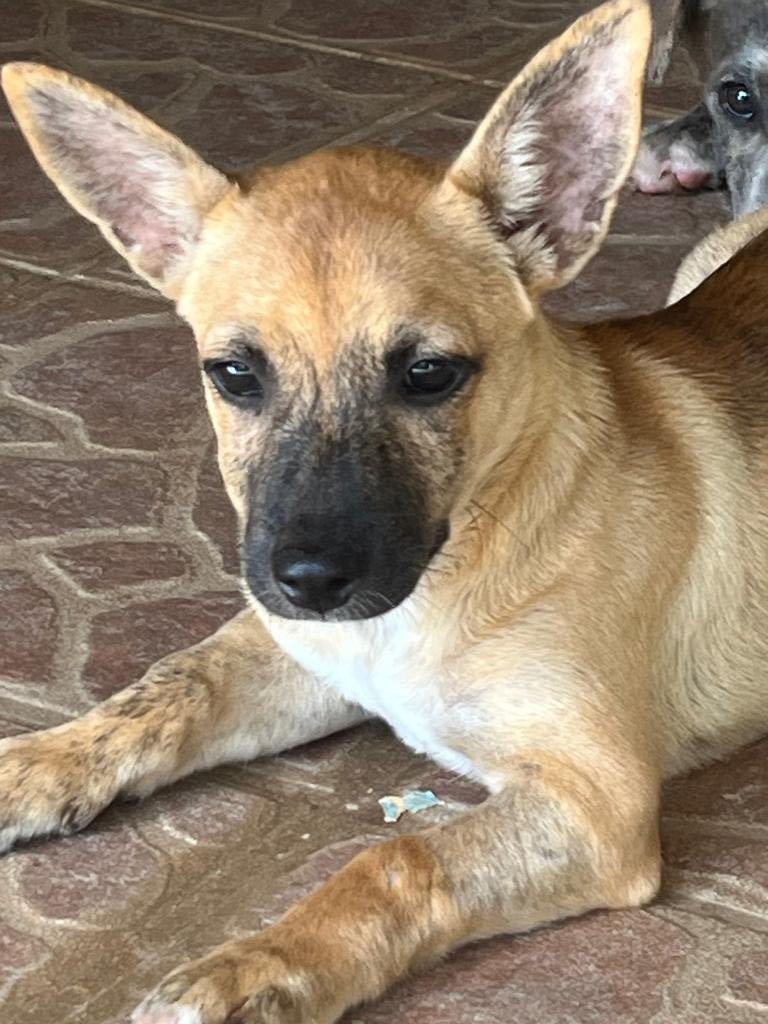 CHIQUITA - runt of the litter!, a Adoptable mixed breed in New York, NY image 4/6