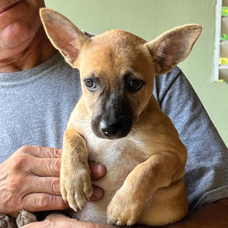 CHIQUITA - runt of the litter!, a Adoptable mixed breed in New York, NY image 5/6