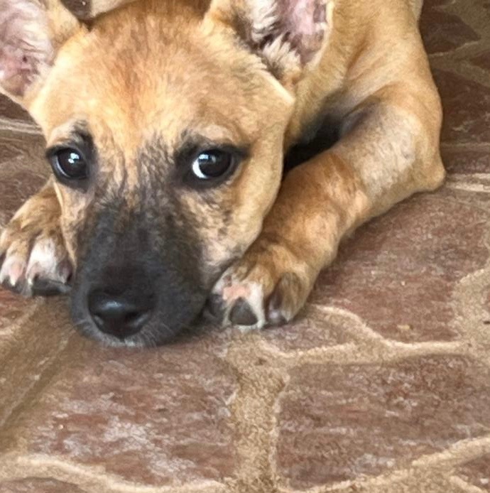 CHIQUITA - runt of the litter!, a Adoptable mixed breed in New York, NY image 6/6