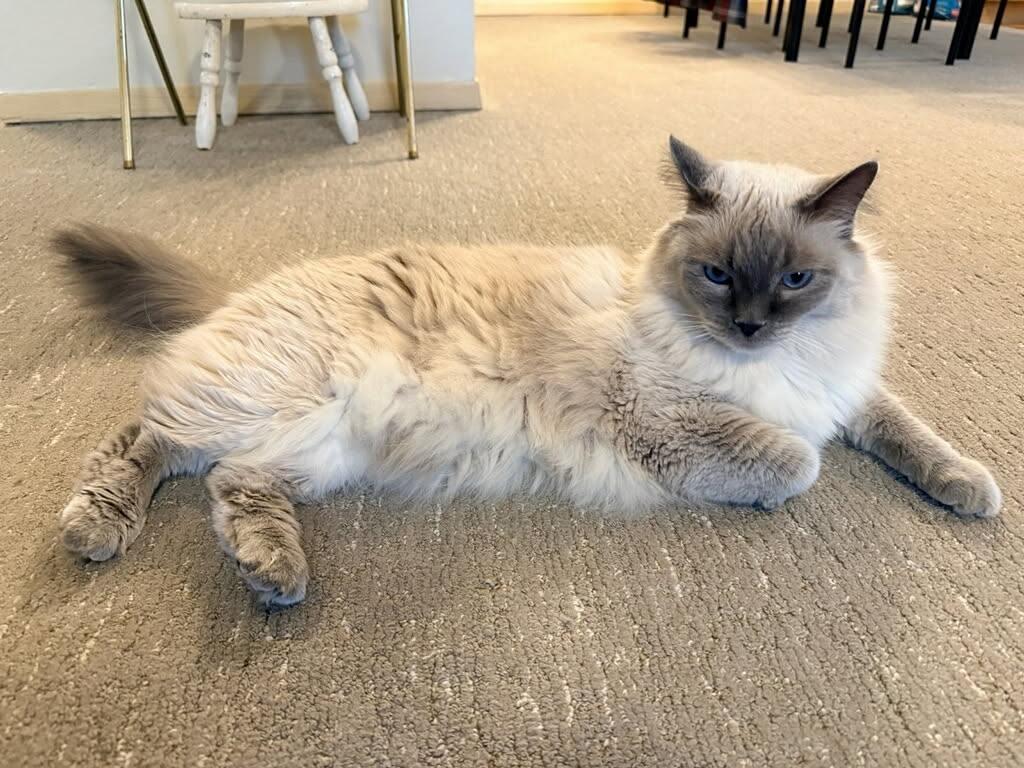 Lucky, Adopted, Adult Female Siamese.