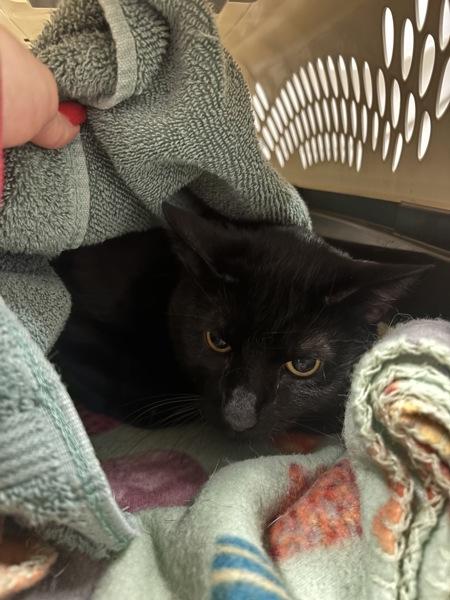 Hashtag, Adoptable, Adult Male Domestic Short Hair.