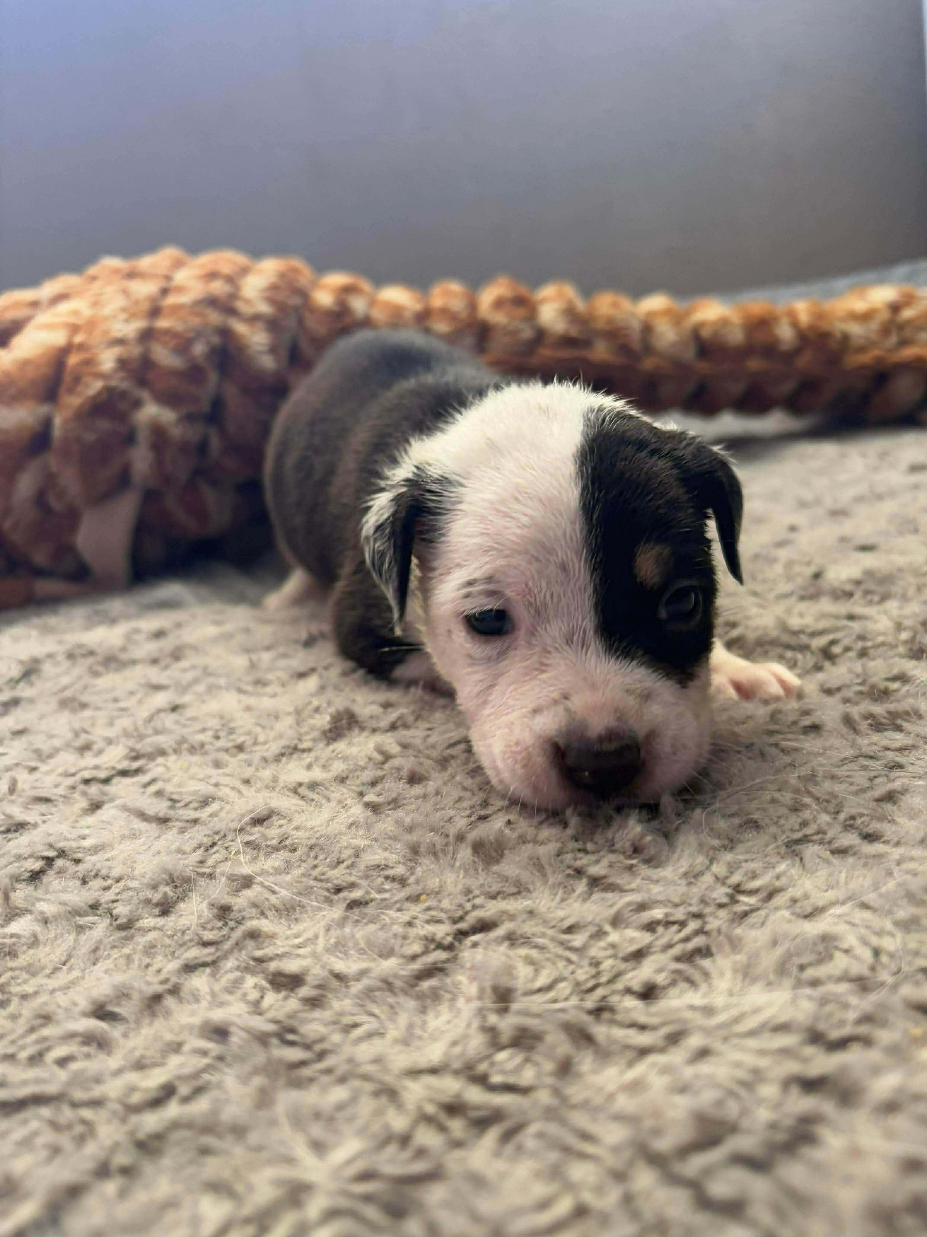 Coral, a ADOPTABLE mixed breed in Wichita Falls, TX image 3/3