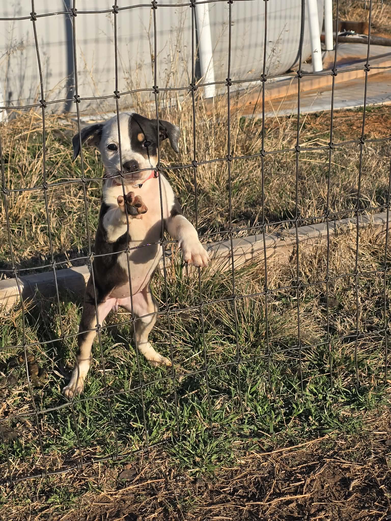 Enlarge Coral, a ADOPTABLE mixed breed in Wichita Falls, TX image 1/4