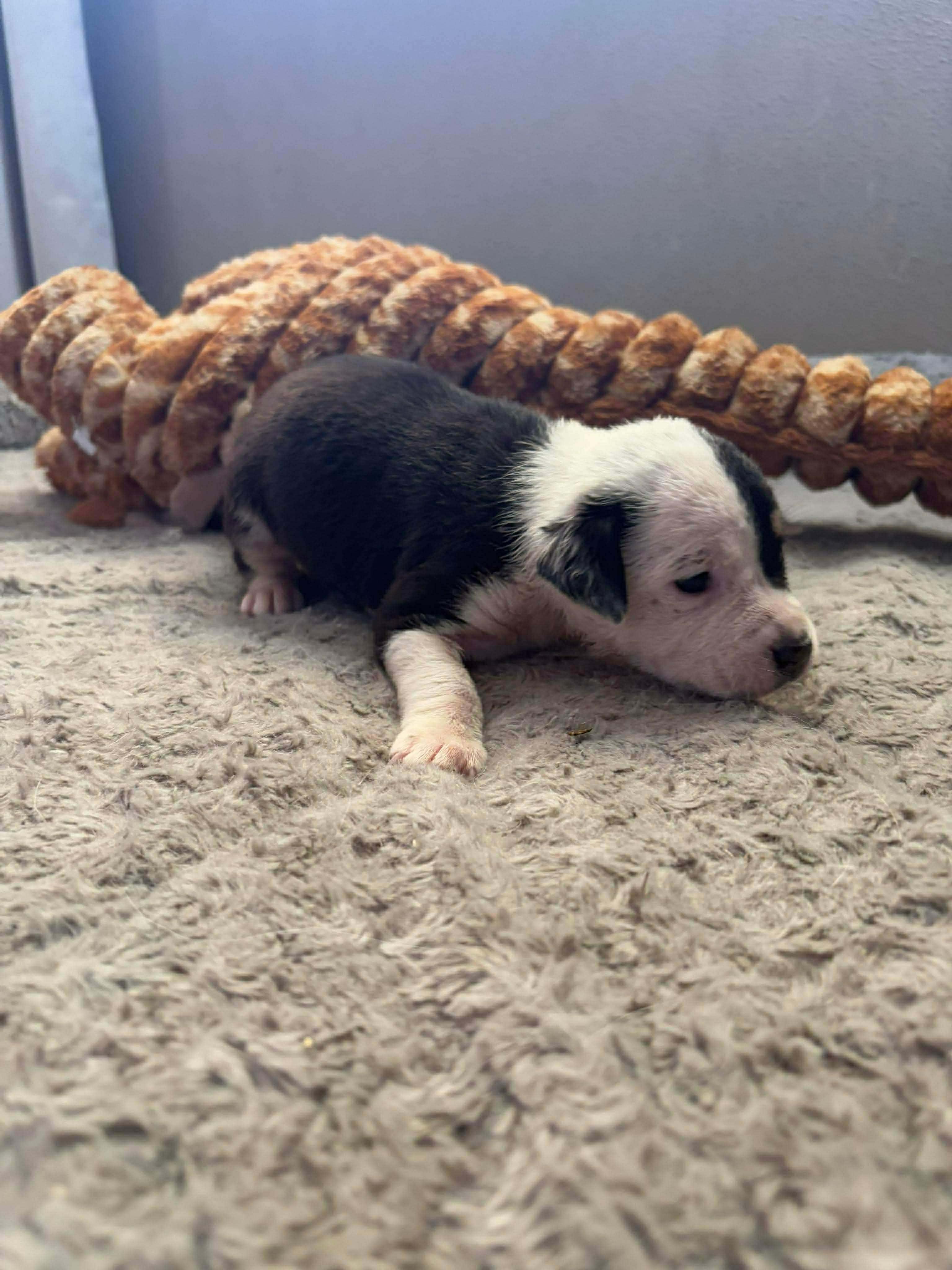 Coral, a ADOPTABLE mixed breed in Wichita Falls, TX image 2/3