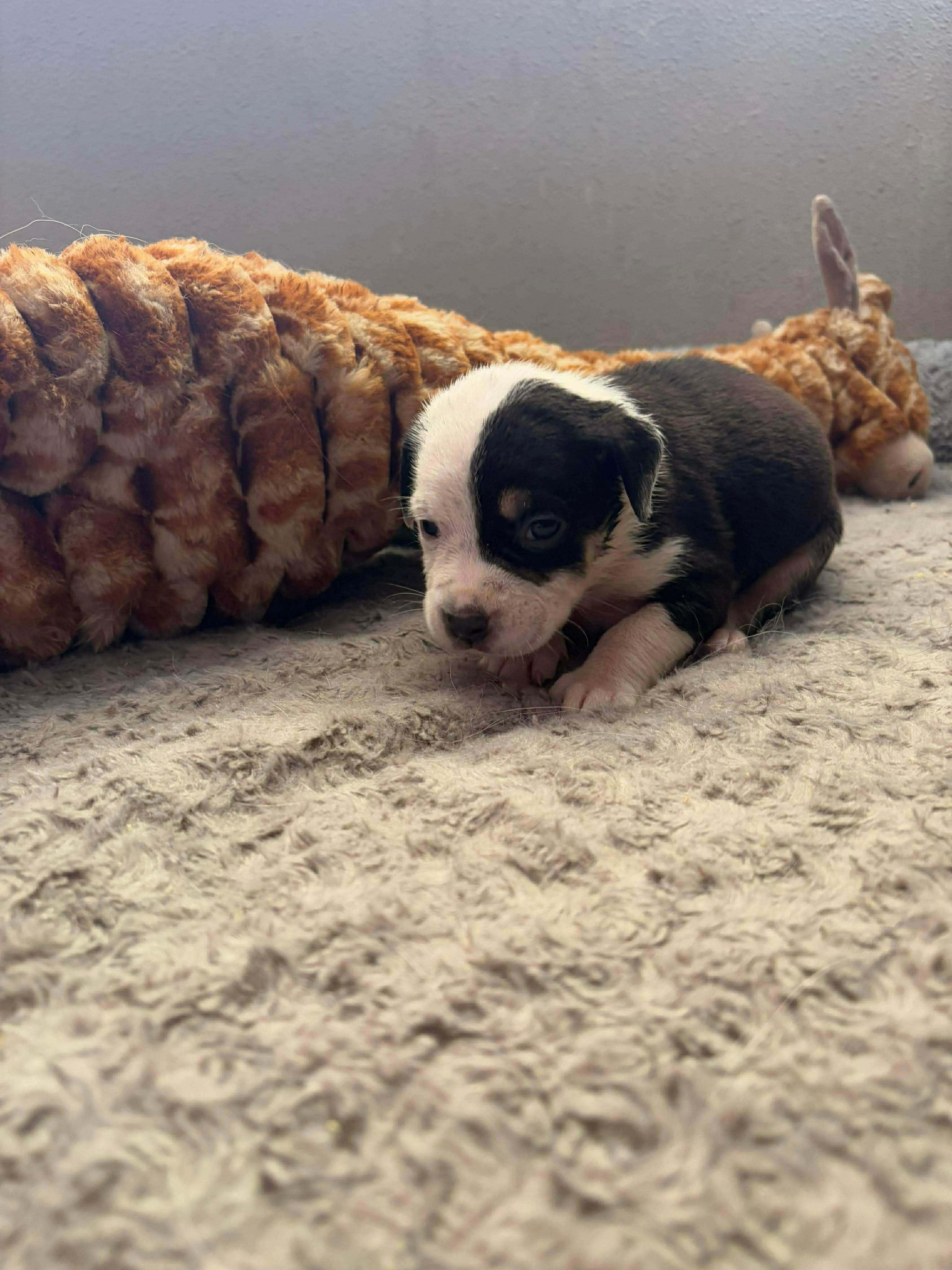 Coral, a ADOPTABLE mixed breed in Wichita Falls, TX image 1/3