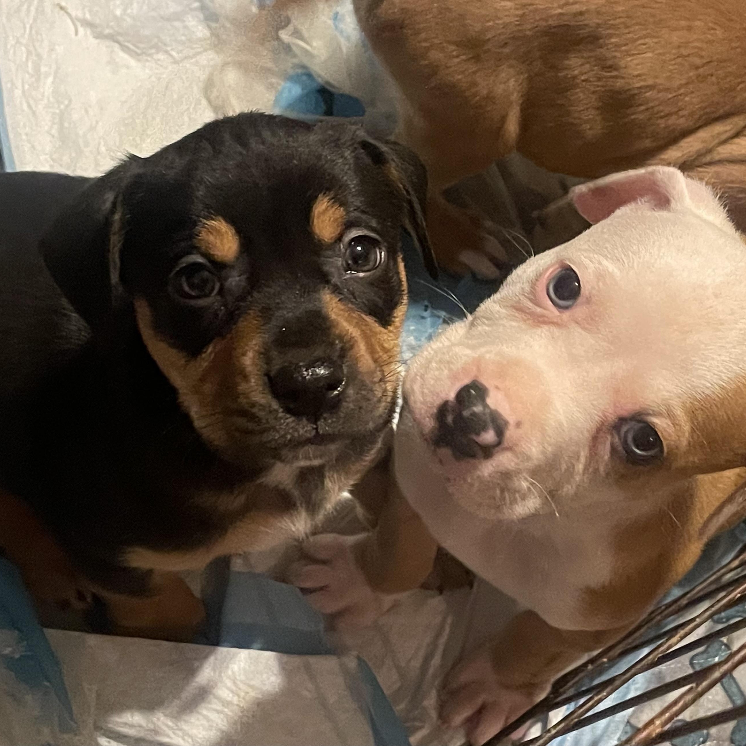 Enlarge Catahoula Puppies! , a ADOPTABLE mixed breed in High View, WV image 6/6