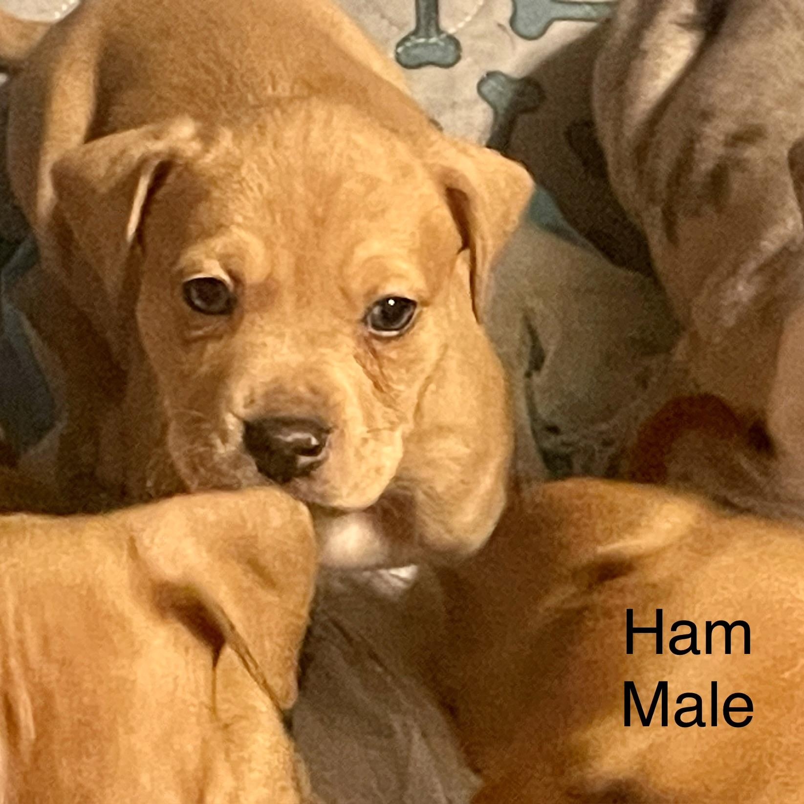 Catahoula Puppies! thumbnail 3