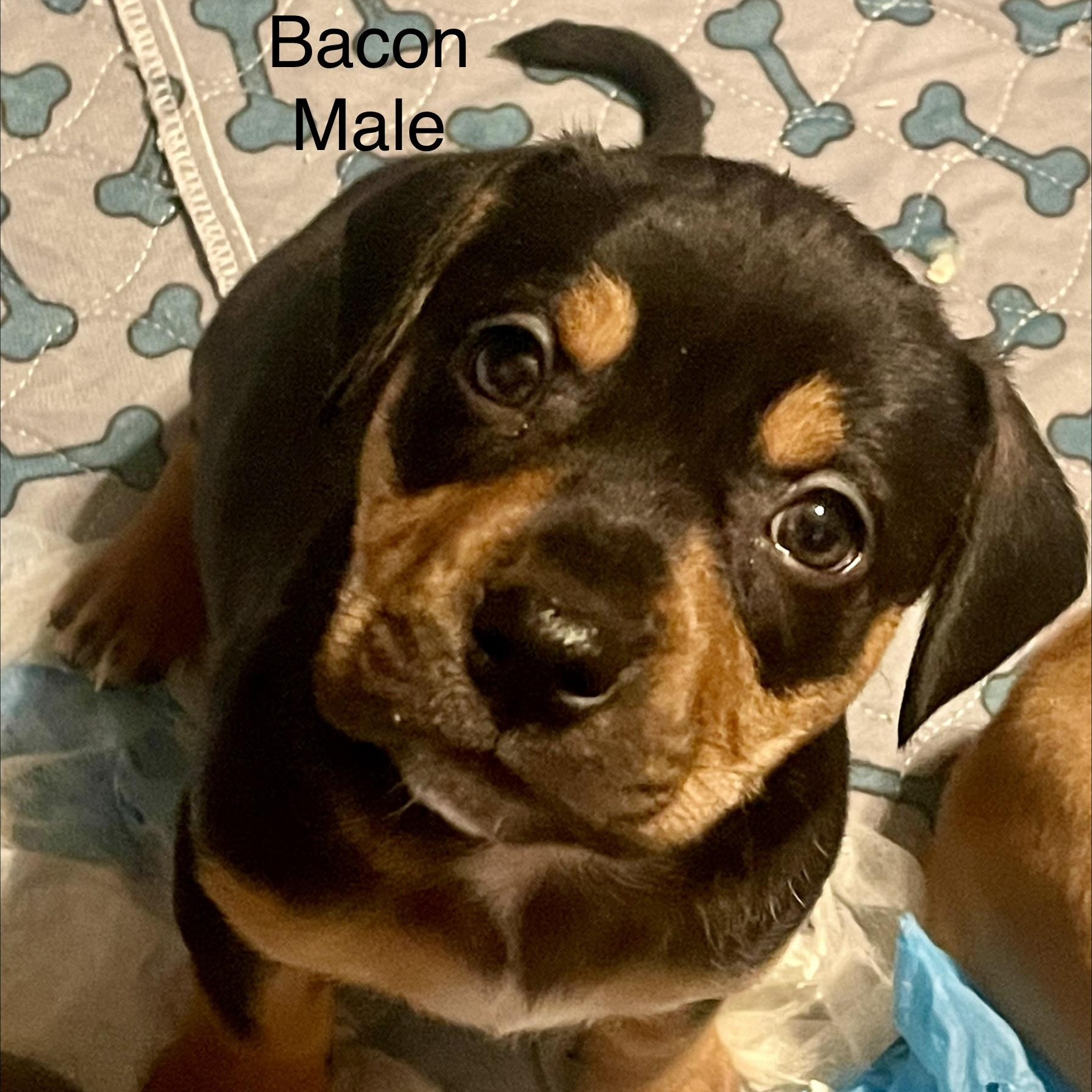 Catahoula Puppies! thumbnail 4