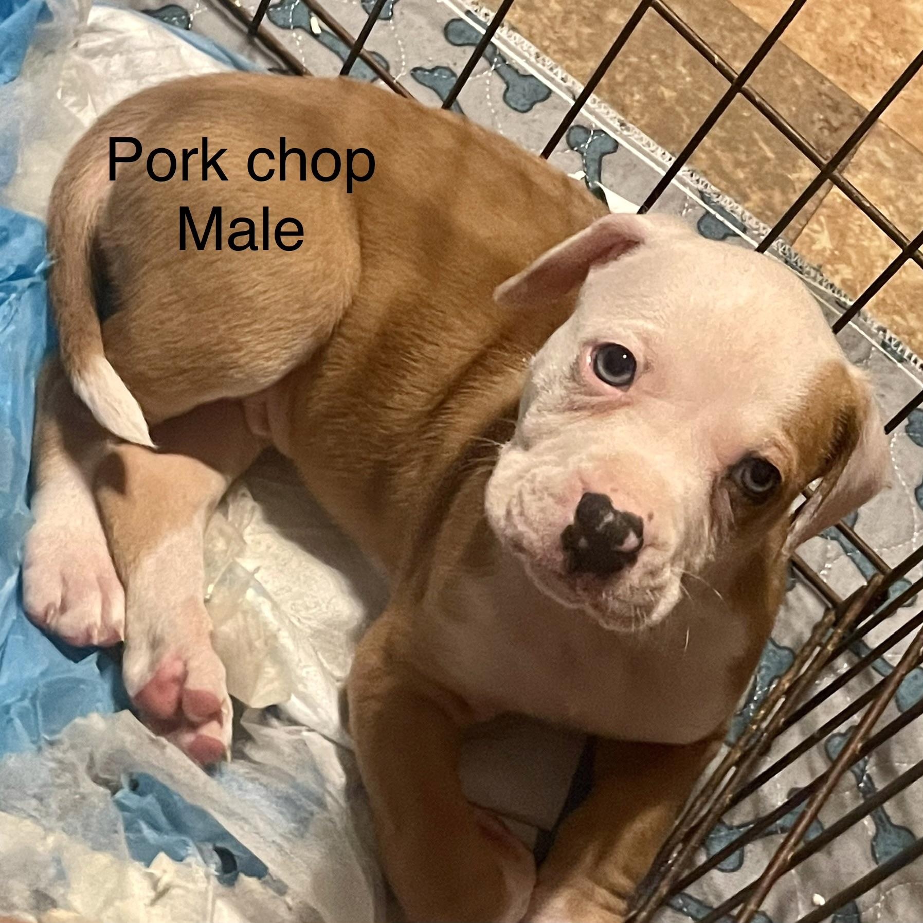 Enlarge Catahoula Puppies! , a ADOPTABLE mixed breed in High View, WV image 4/6