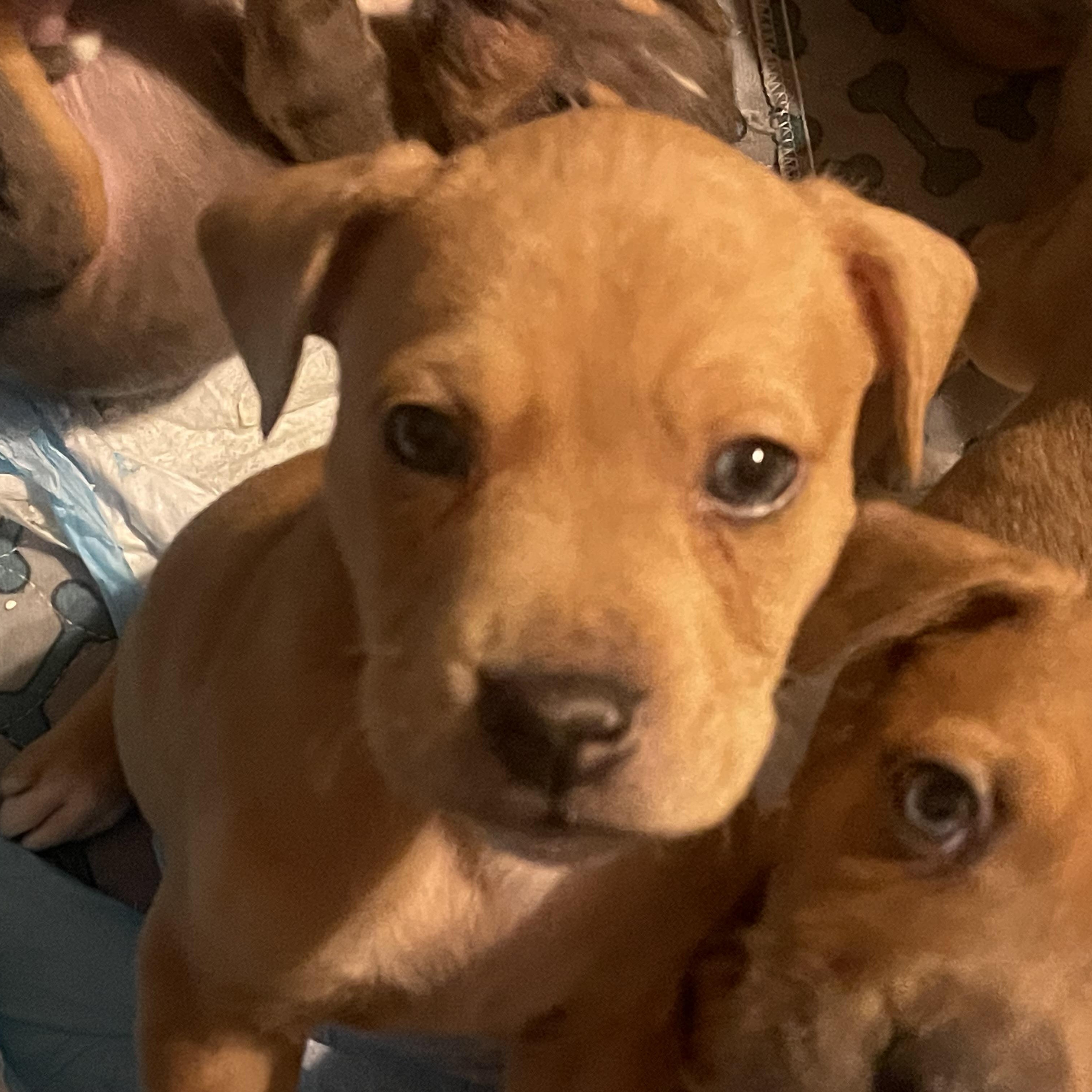Enlarge Catahoula Puppies! , a ADOPTABLE mixed breed in High View, WV image 5/6