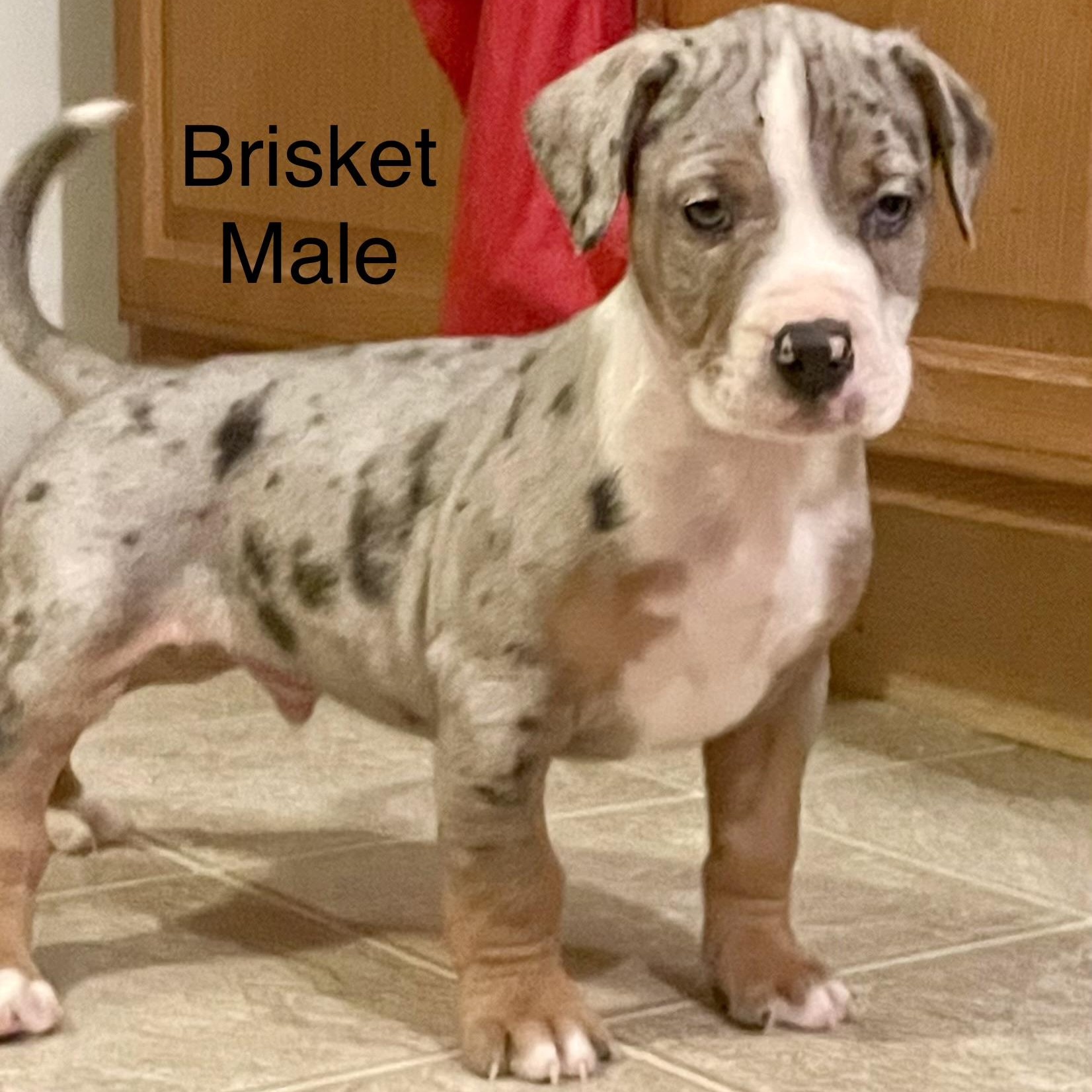 Catahoula Puppies! , ADOPTABLE, Puppy Male Catahoula Leopard Dog & Boxer.