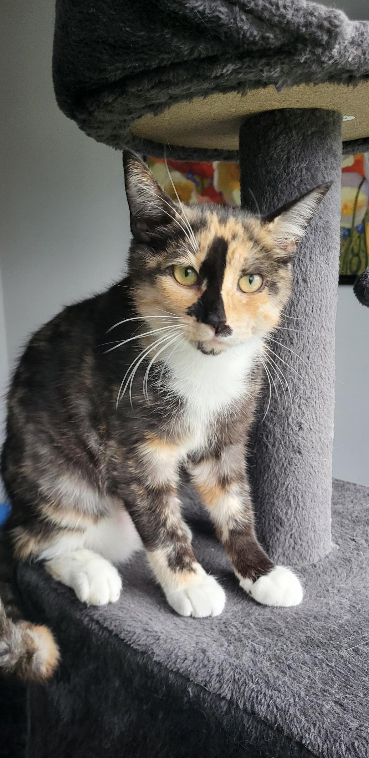Enlarge Izzy, a ADOPTABLE Calico in Cornwall, ON image 3/4