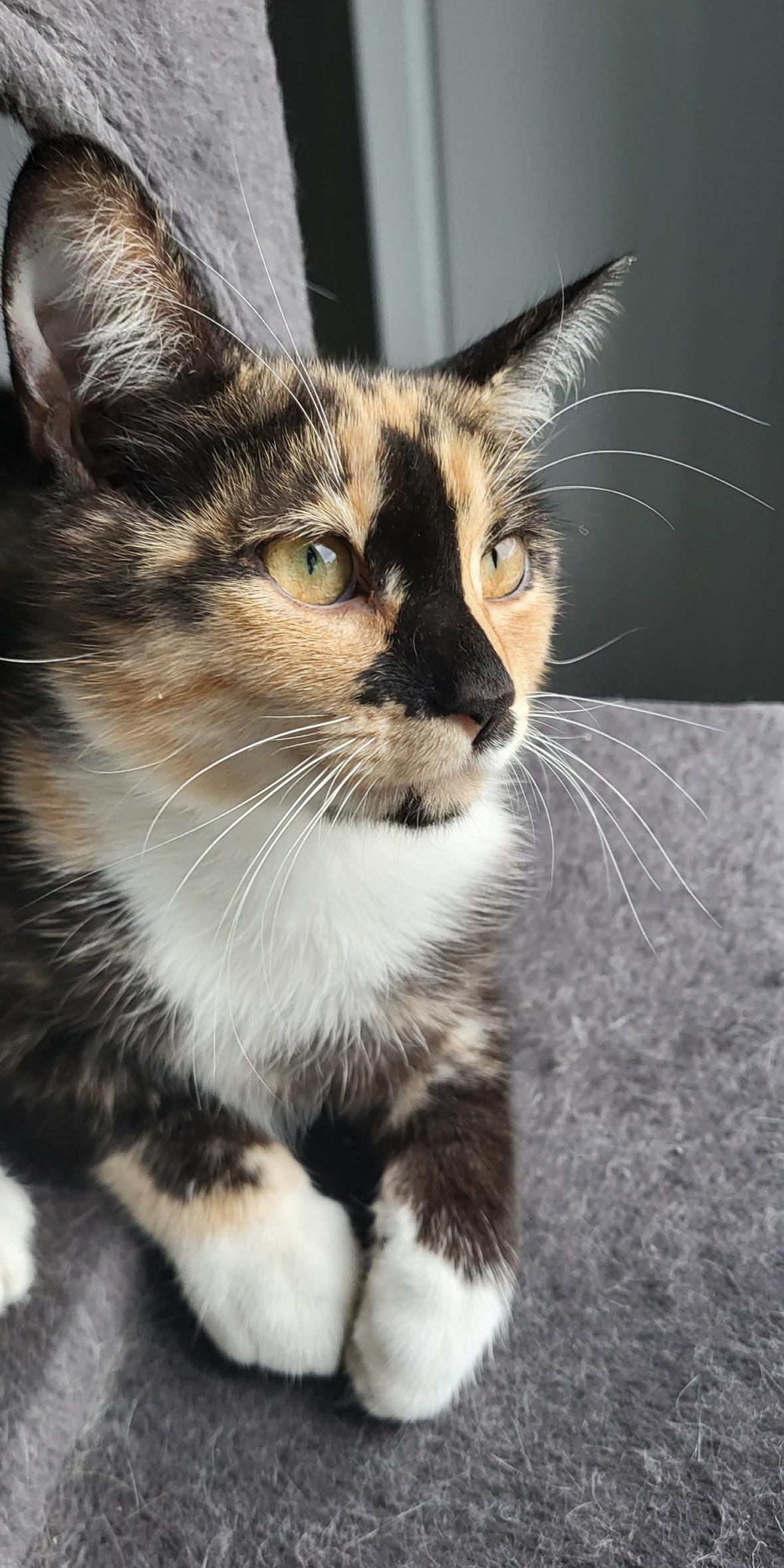 Izzy, ADOPTABLE, Kitten Female Calico.