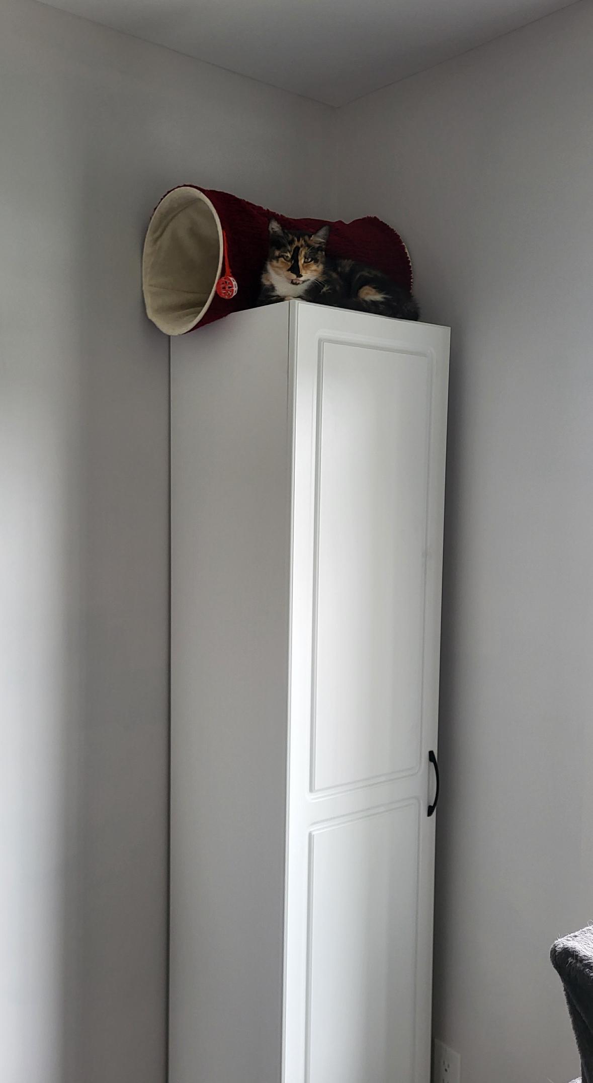 Enlarge Izzy, a ADOPTABLE Calico in Cornwall, ON image 4/4