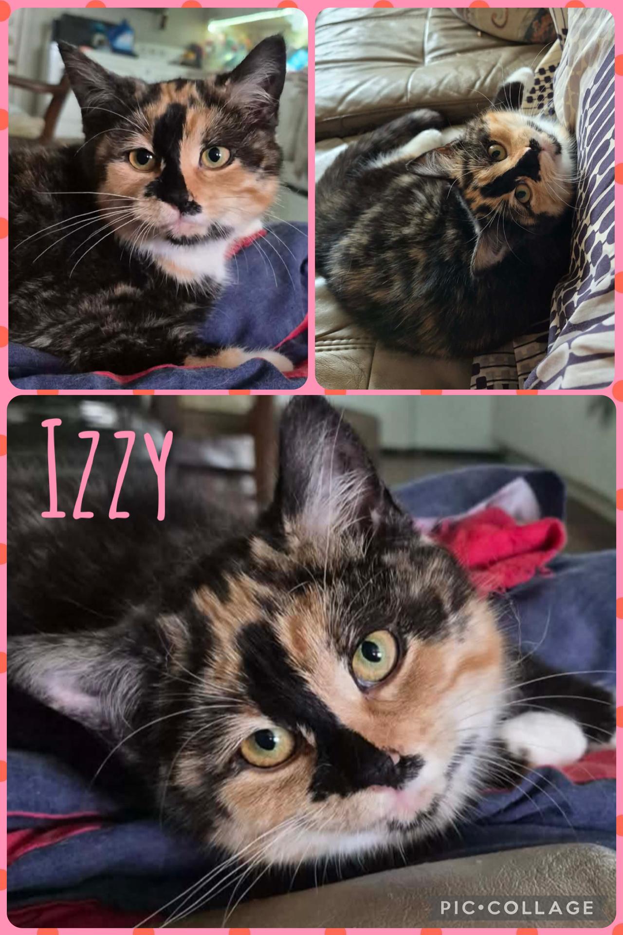 Izzy, ADOPTABLE, Kitten Female Calico.