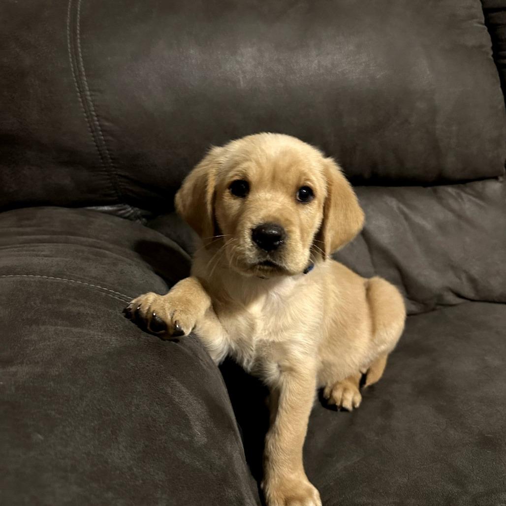 Murphy, Adoptable, Puppy Male Golden Retriever.