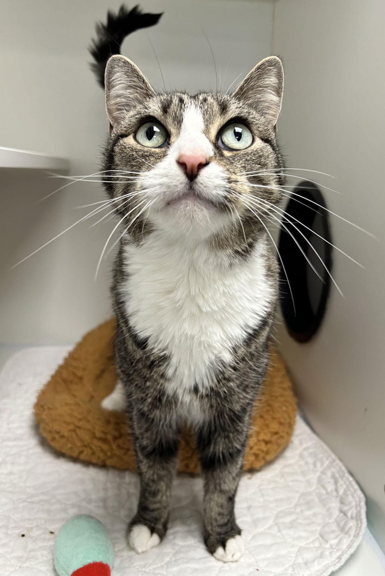 Itty Bitty Kitty NC, Adoptable, Adult Female Domestic Short Hair.