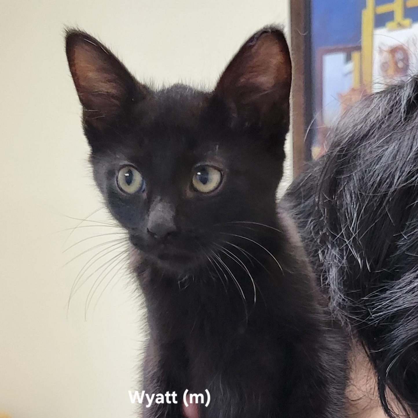 Wyatt, Adoptable, Young Male Domestic Short Hair.