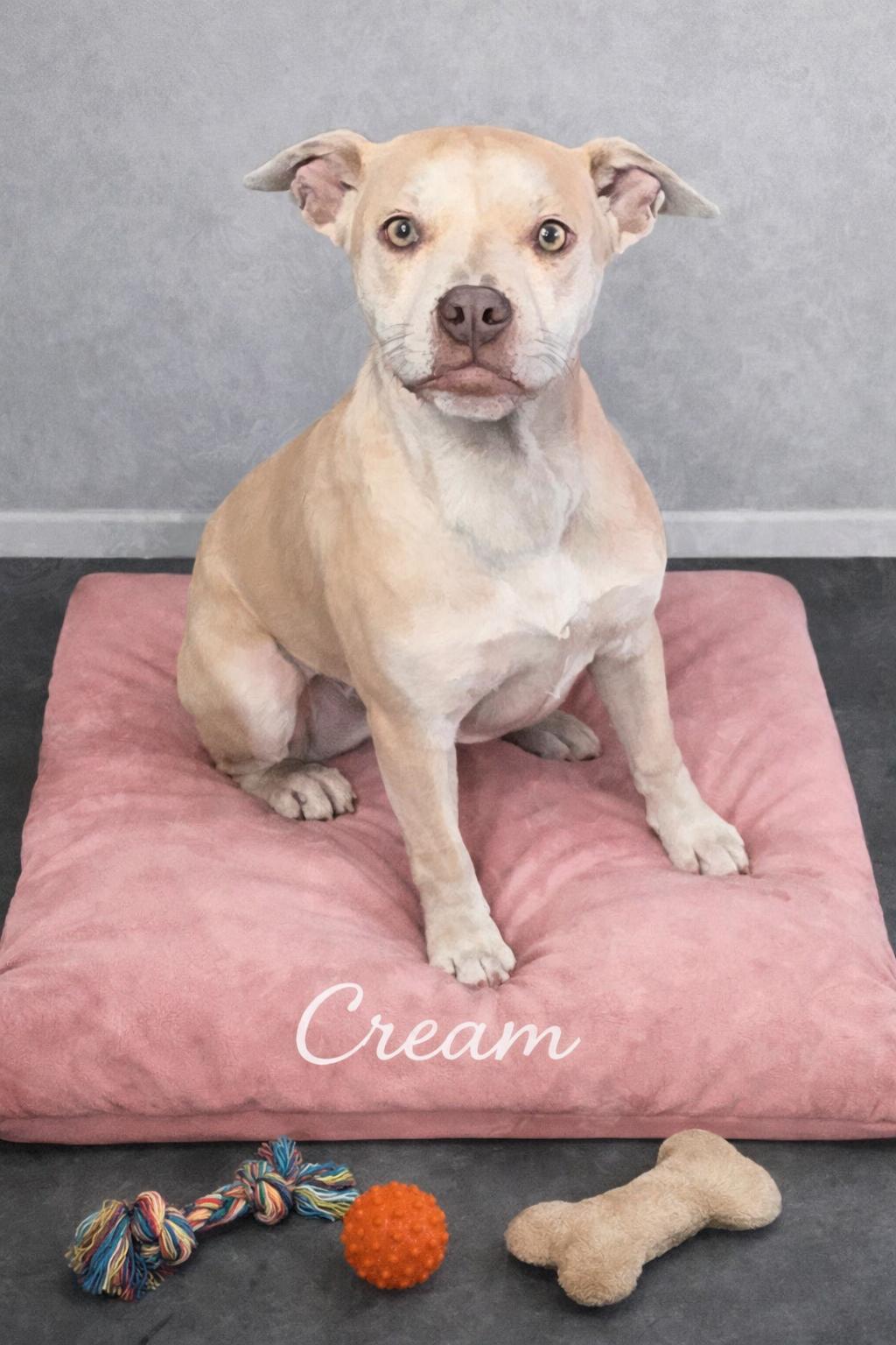 Cream, ADOPTABLE, Young Female Mixed Breed.