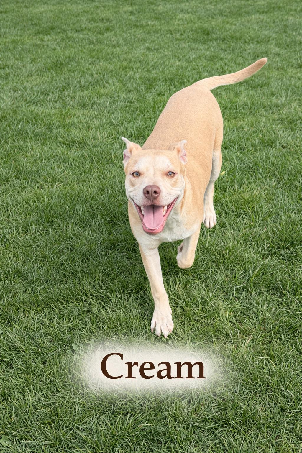 Cream, ADOPTABLE, Young Female Mixed Breed.