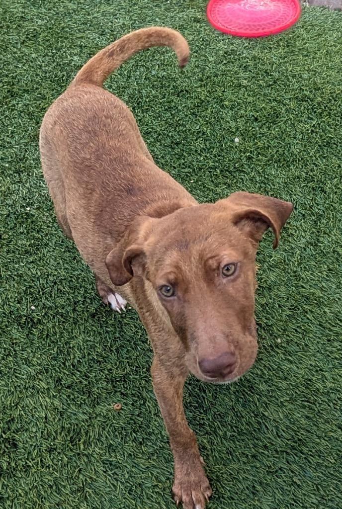 Sweet Potato-6 Mo Puppy!, Adoptable, Puppy Female Scottish Terrier & Irish Wolfhound.