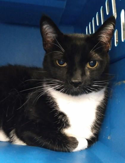 Sophia, Adoptable, Adult Female Domestic Short Hair & Domestic Short Hair.