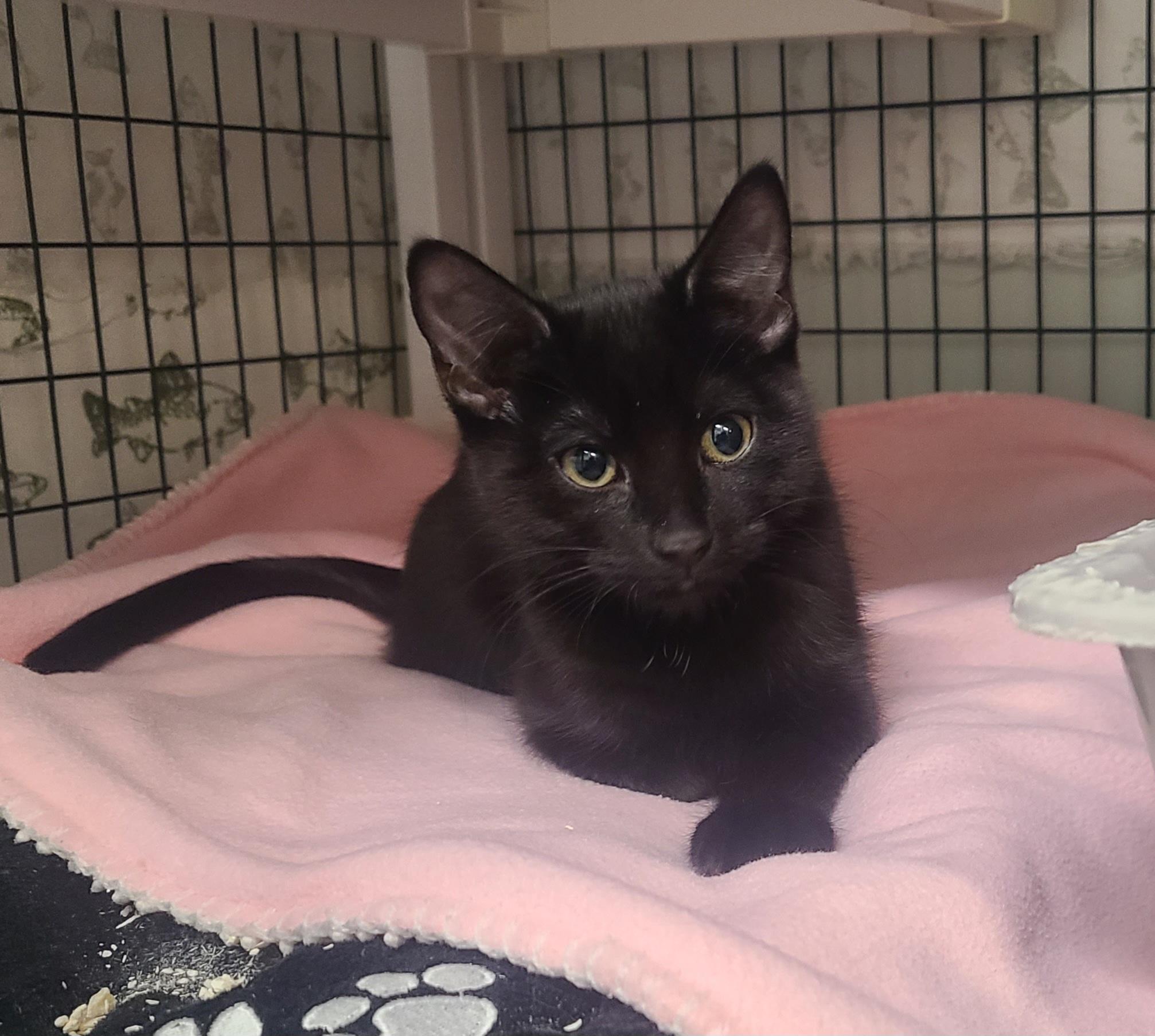 Enlarge Flip, a ADOPTABLE Domestic Short Hair in Kirkland, WA image 1/1