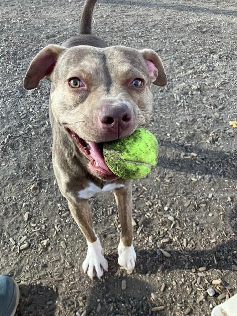 Enlarge MADONNA, a Adoptable Pit Bull Terrier in Albuquerque, NM image 1/1