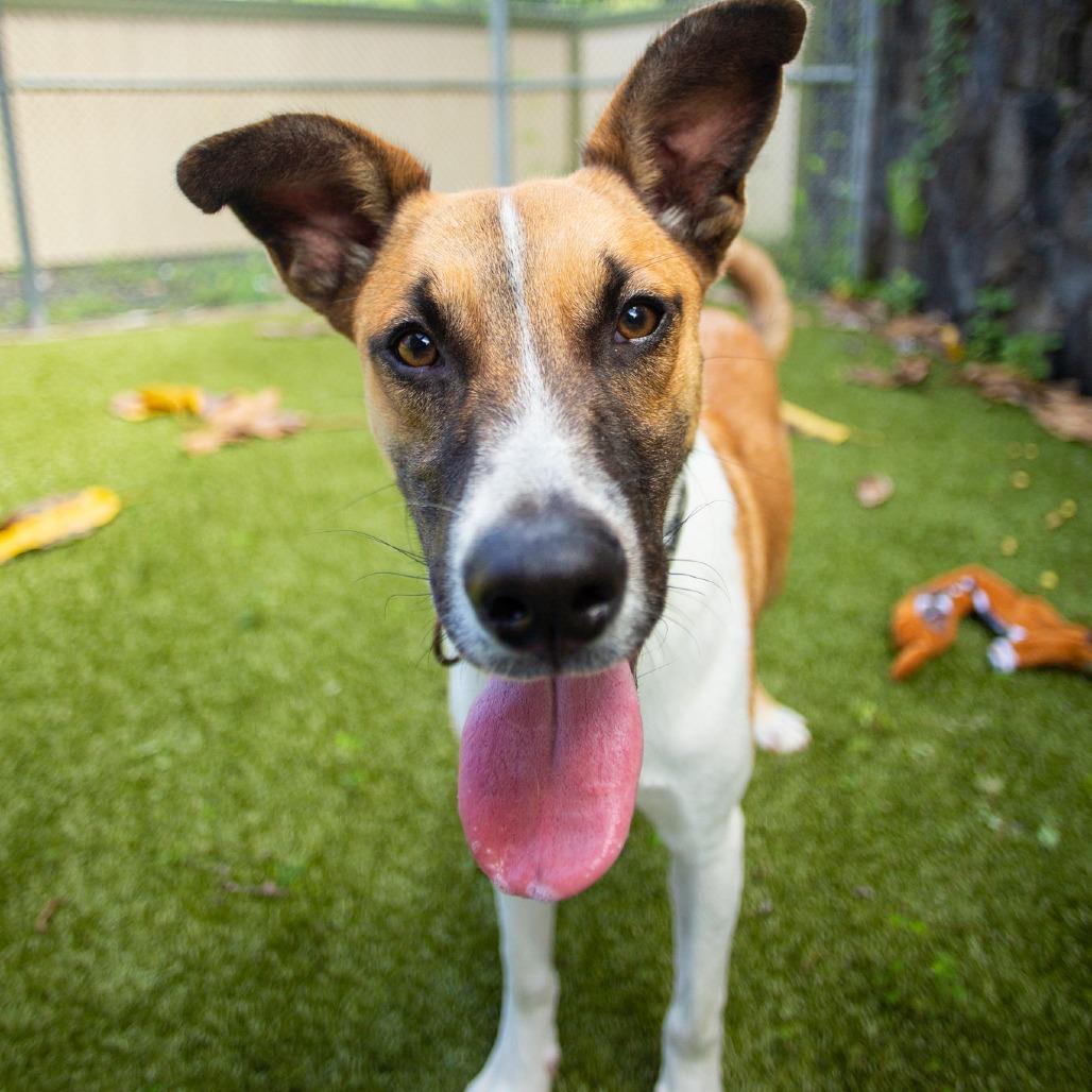 Bandit, Adoptable, Young Male Mixed Breed.