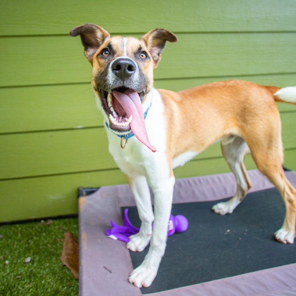 Enlarge Bandit, a Adoptable Mixed Breed in Kailua Kona, HI image 2/6