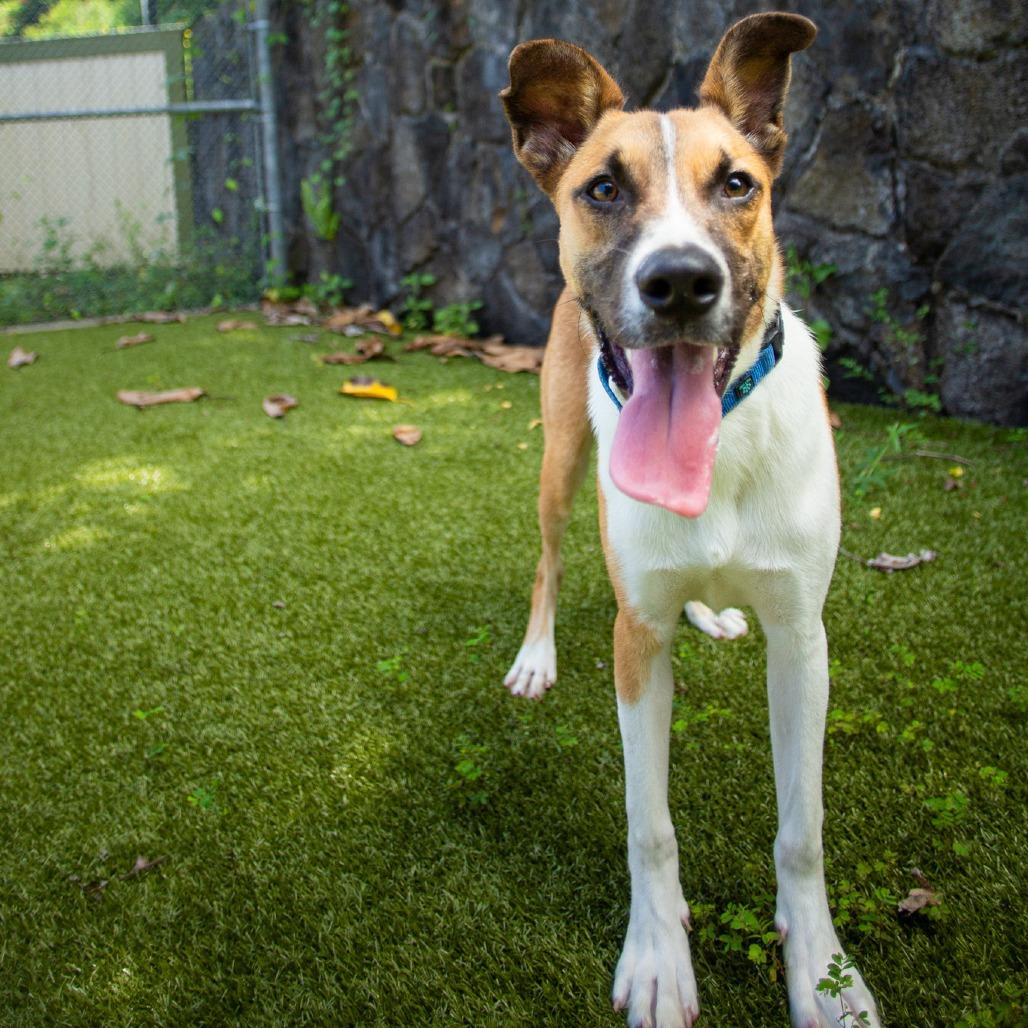 Enlarge Bandit, a Adoptable Mixed Breed in Kailua Kona, HI image 3/6