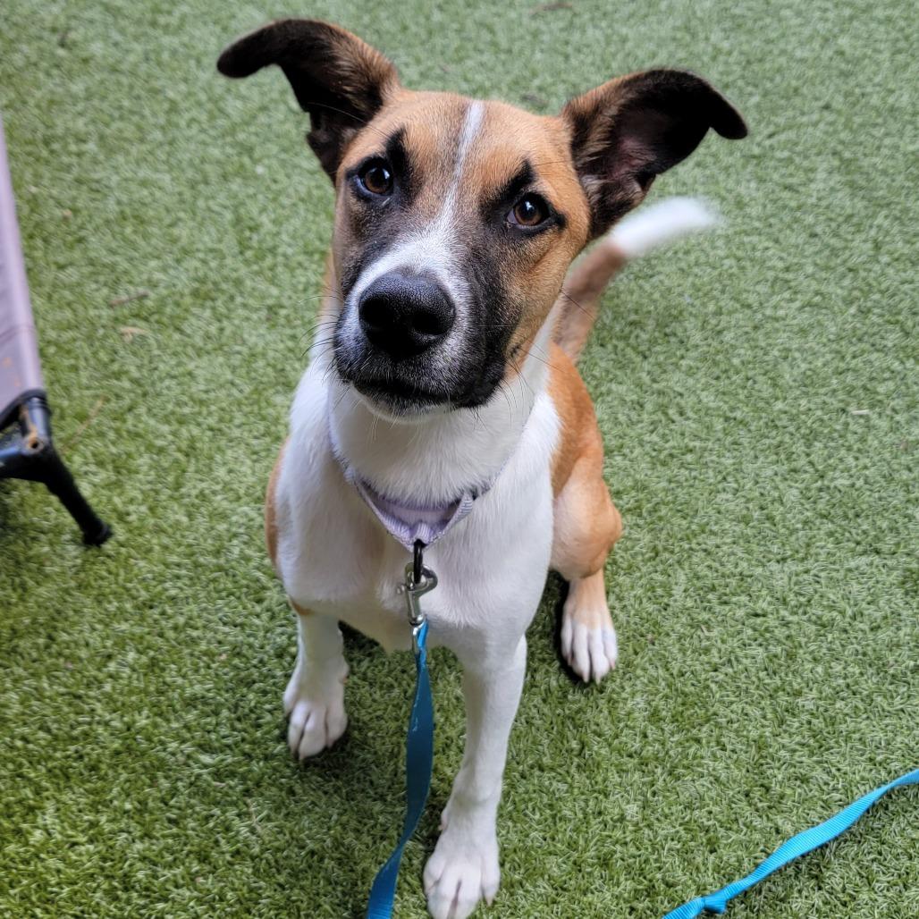 Enlarge Bandit, a Adoptable Mixed Breed in Kailua Kona, HI image 6/6