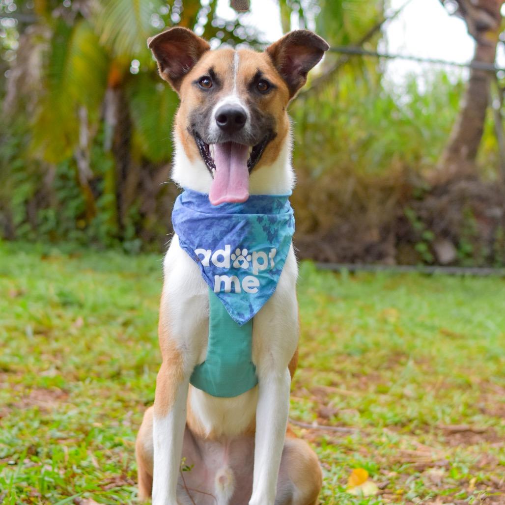 Enlarge Bandit, a Adoptable Mixed Breed in Kailua Kona, HI image 6/6