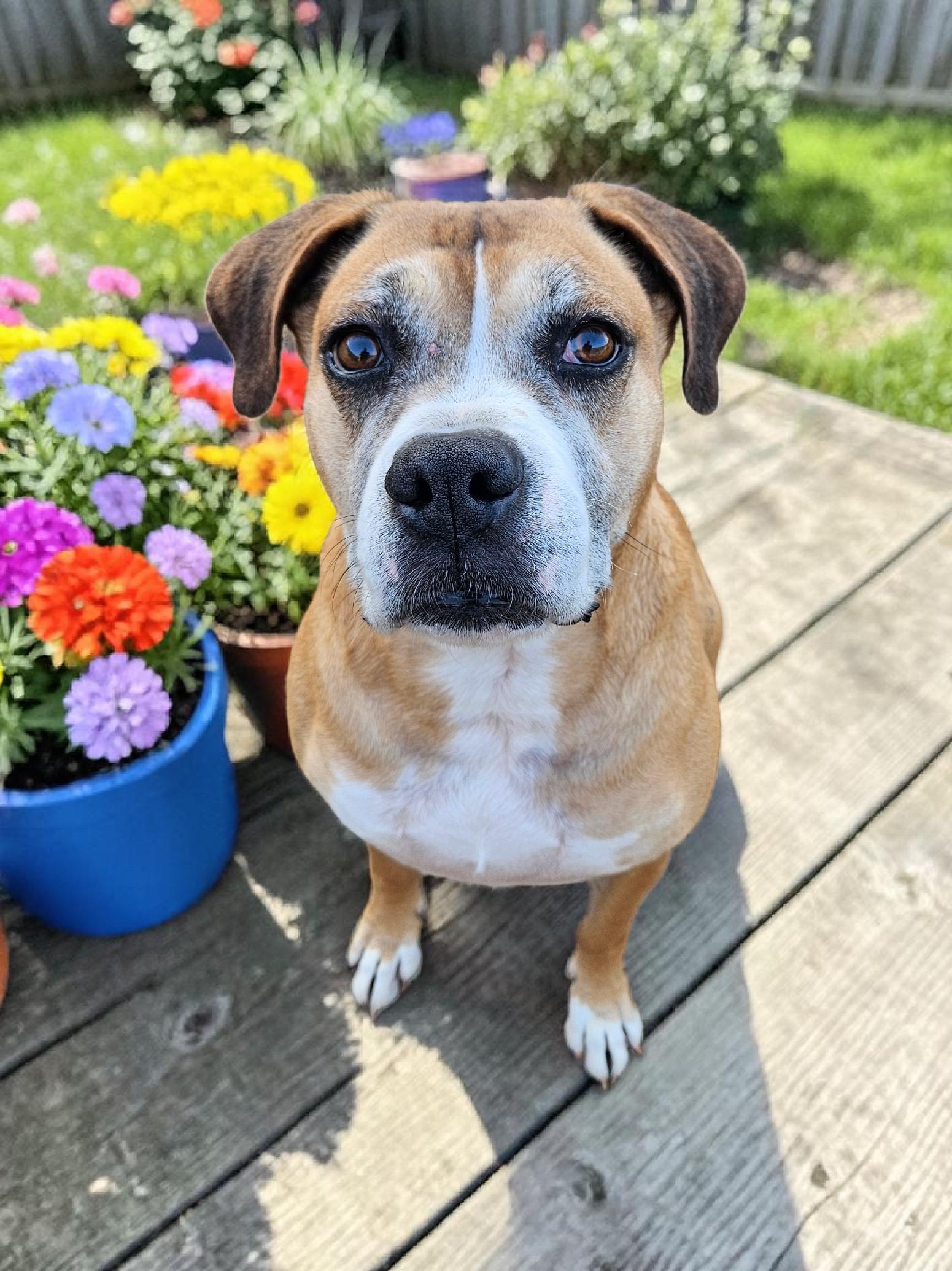 Red, Adoptable, Adult Male Boxer.