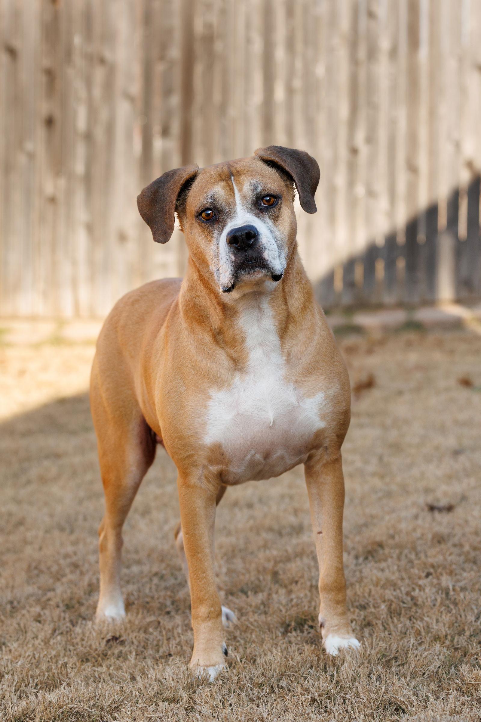 Enlarge Red, a Adoptable Boxer in McKinney, TX image 2/3
